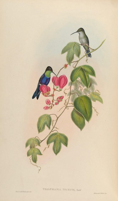 Thalurania tschudii = Thalurania furcata nigrofasciata de John Gould